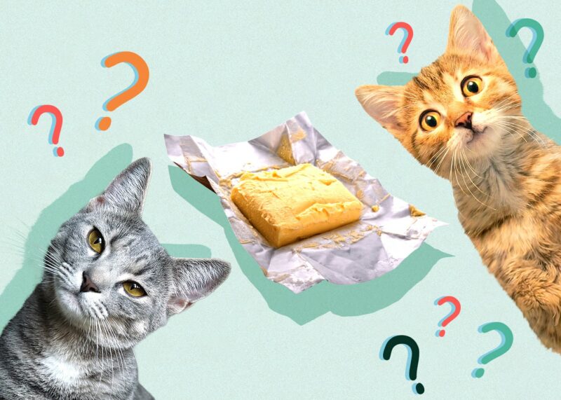 Can Cats Eat margarine