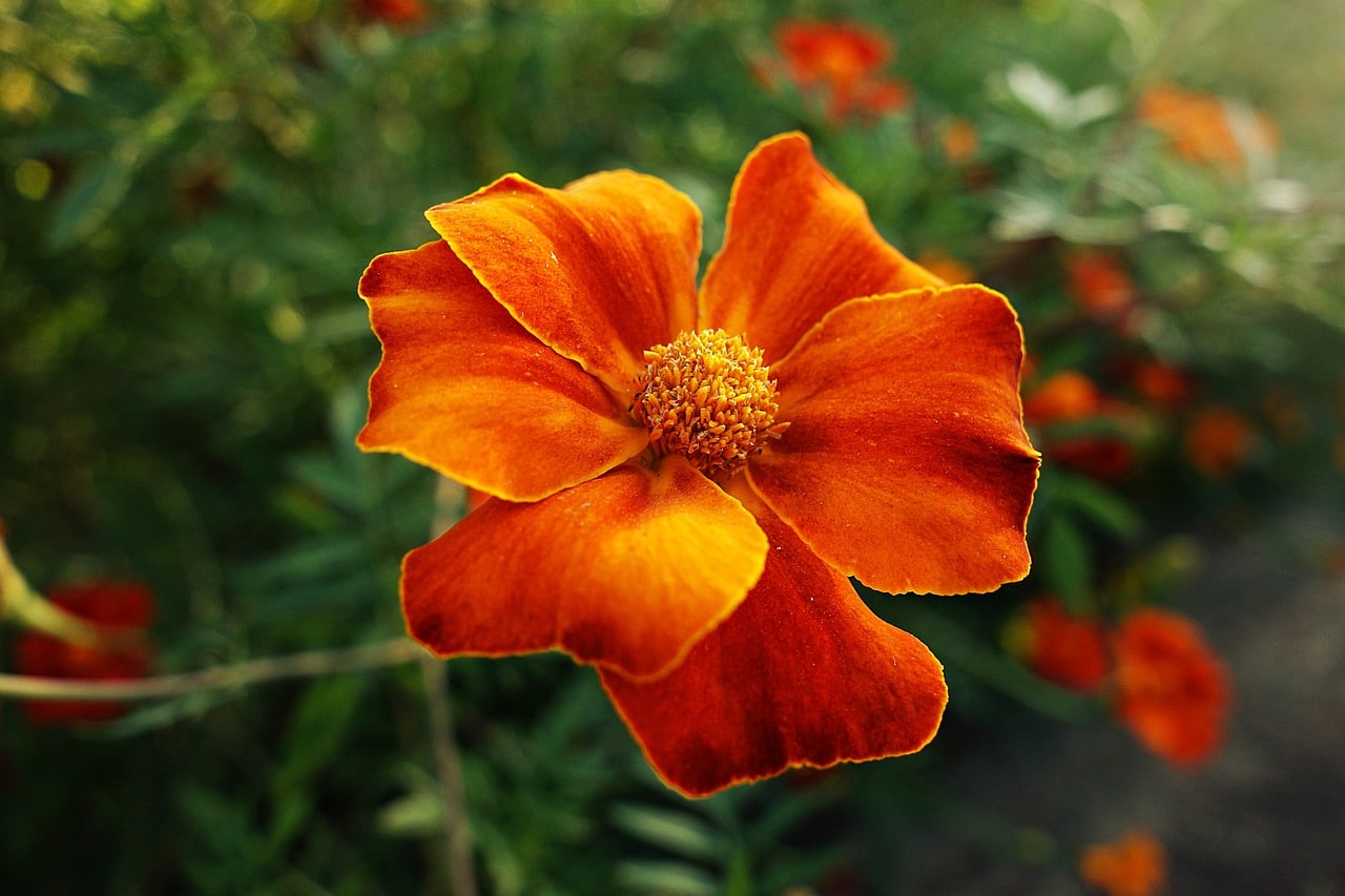 marigold flower