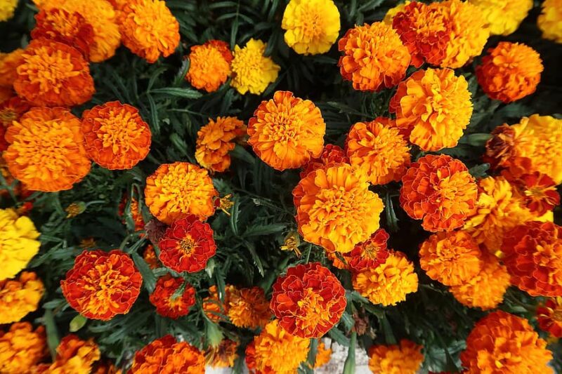 marigold flowers