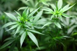 Can Cats Get High? Vet-Reviewed Facts on Effect and Safety - Catster