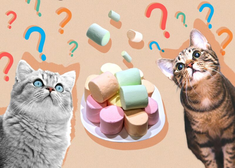 Can Cats Eat marshmallow
