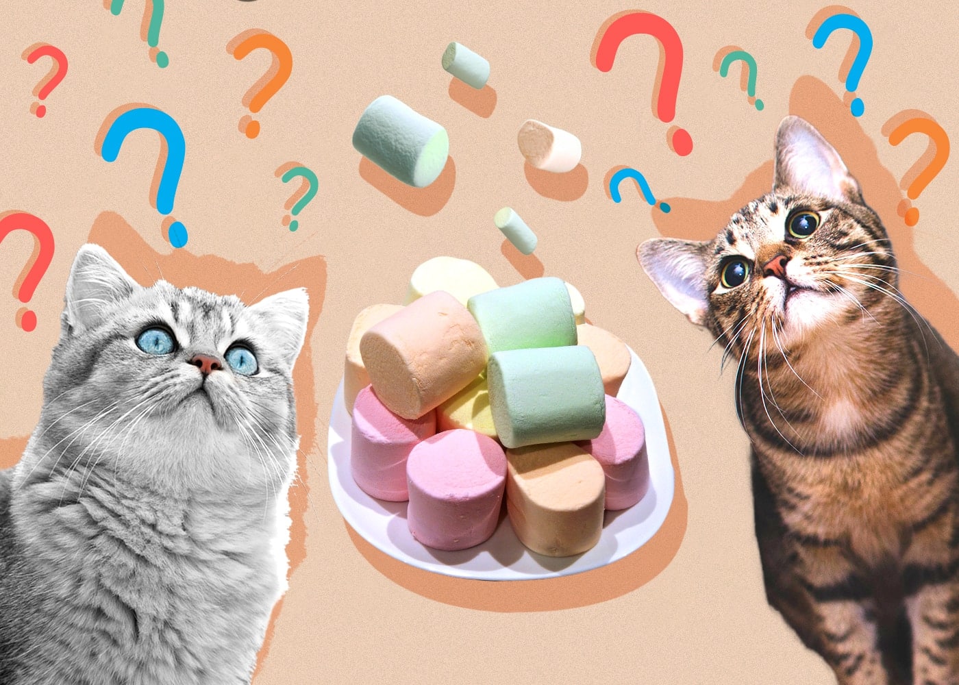 Can Cats Eat marshmallow