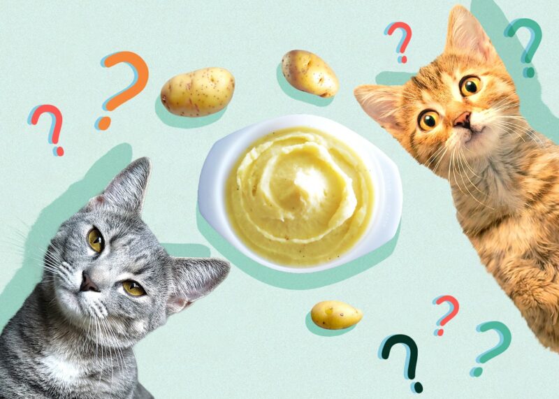 Can Cats Eat mashed-potato