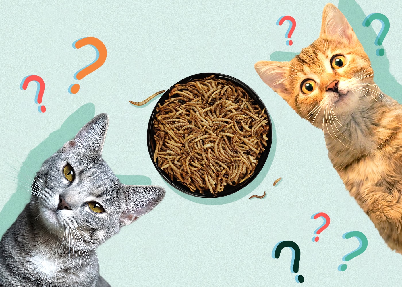 Can Cats Eat Mealworms