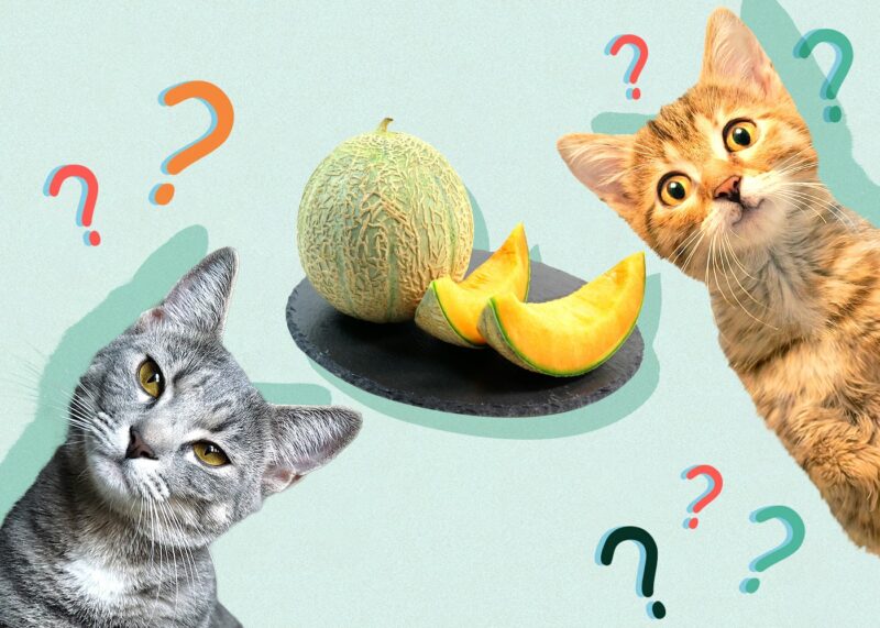 Can Cats Eat melon