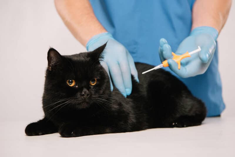 microchipping cat