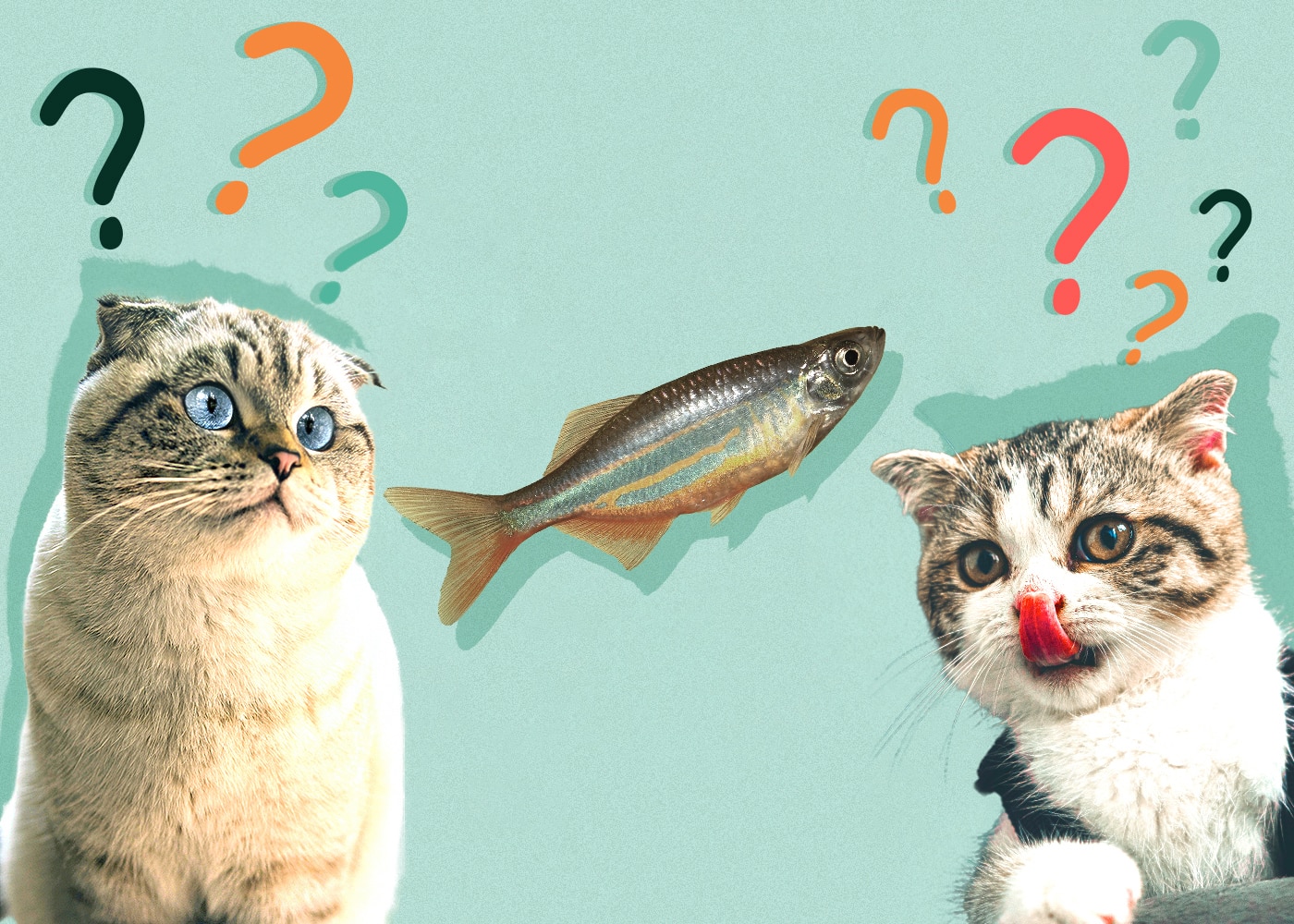 Can Cats Eat Minnows