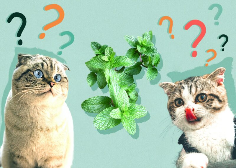 Can Cats Eat mint