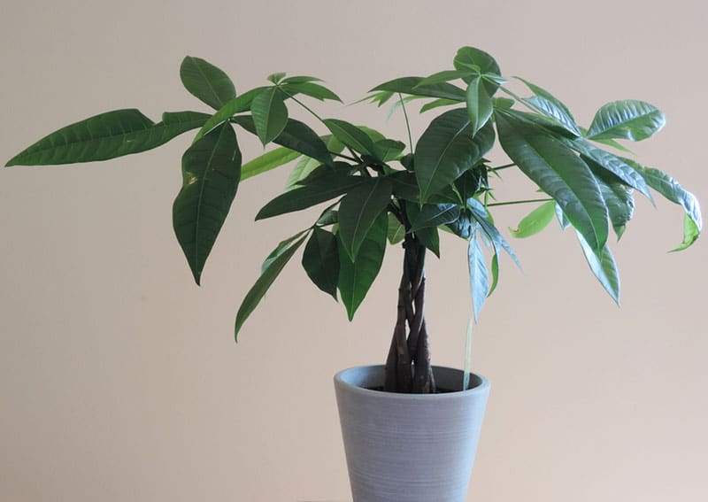 money tree plant in a white pot