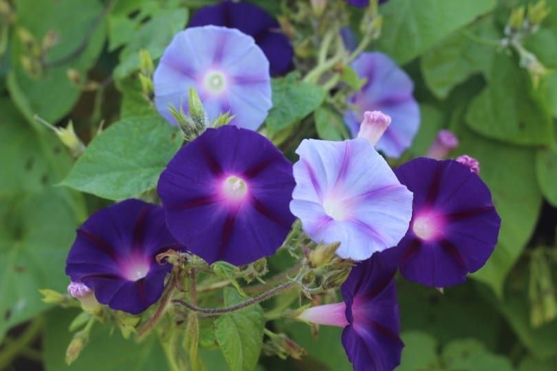 morning glory flowers