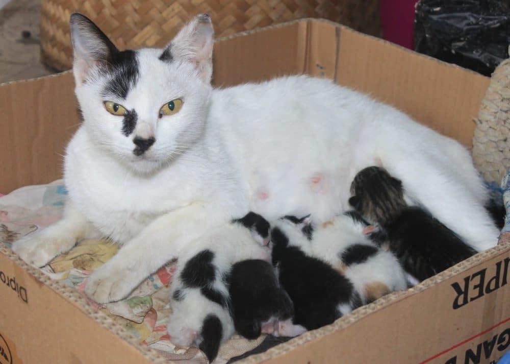 mother cat and kittens in a box