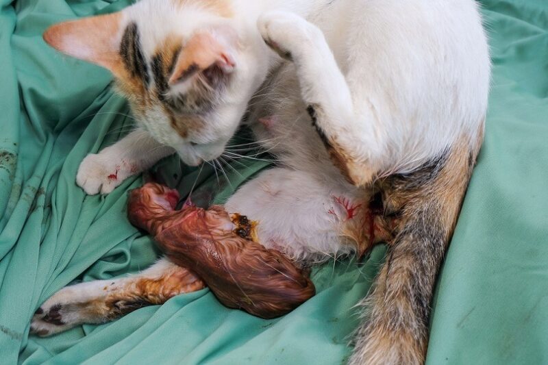 mother cat gave birth to kitten