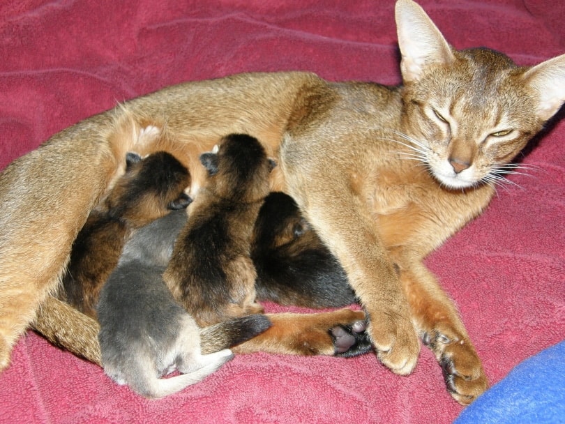 mother cat feeding kittens