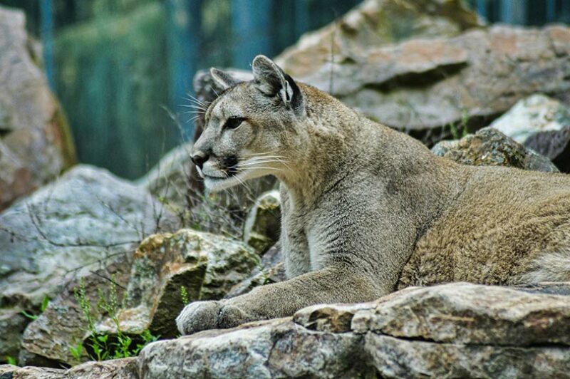 mountain lion lying on rock