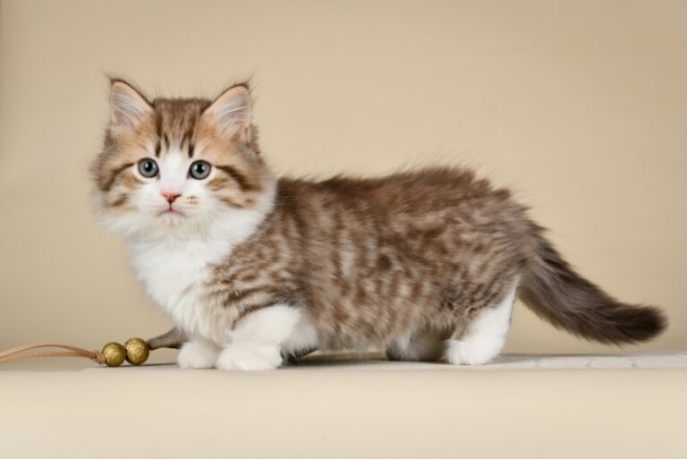 How Much Does a Munchkin Cat Cost in 2024? Updated Price Guide Catster