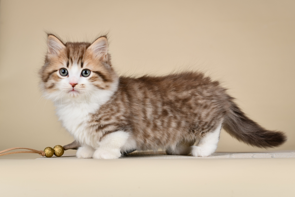 munchkin cat playing