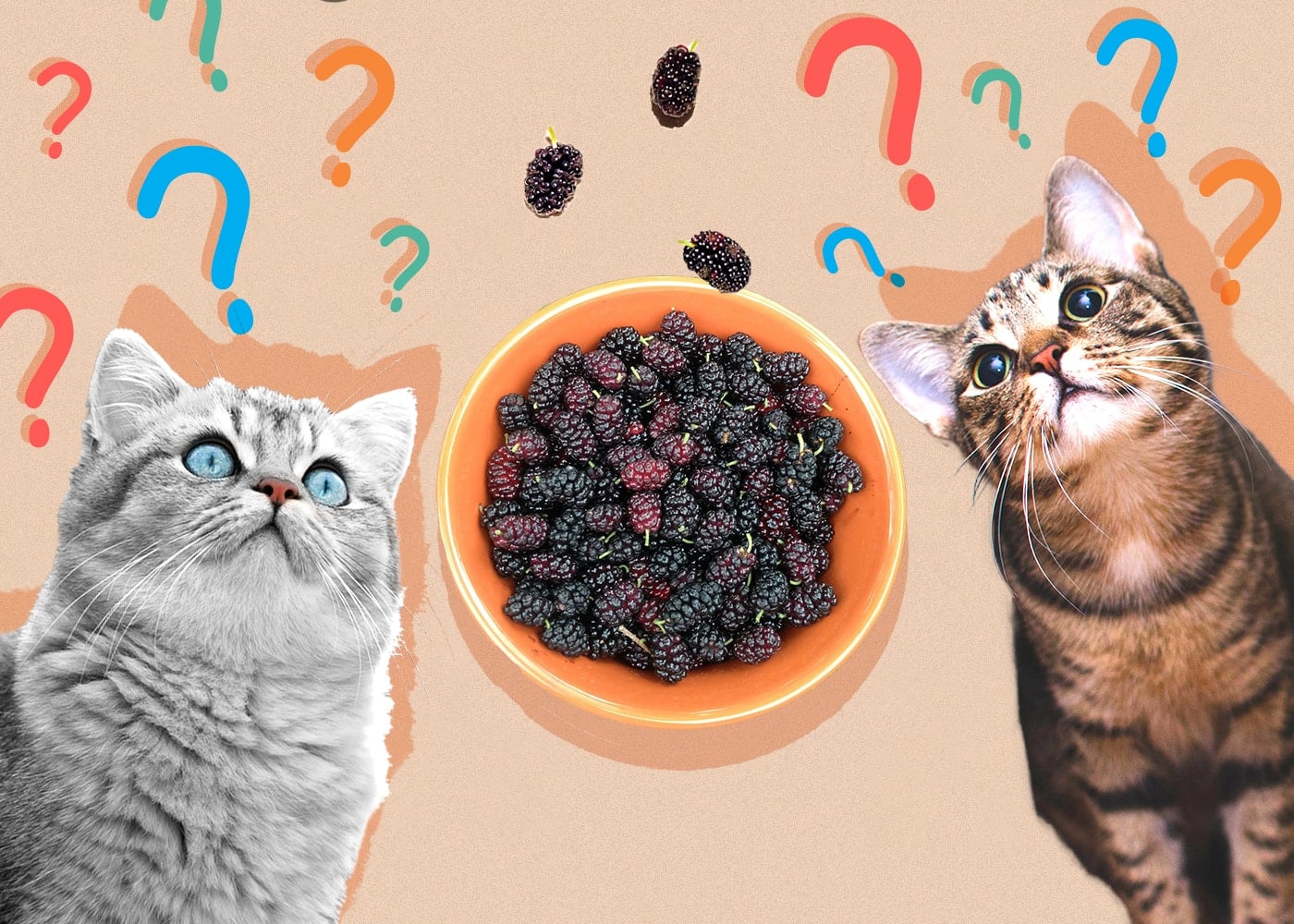 Can Cats Eat mulberries