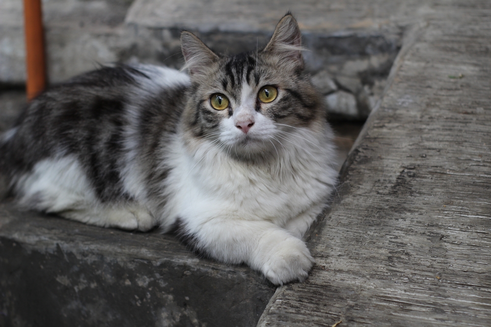 munchkin cat