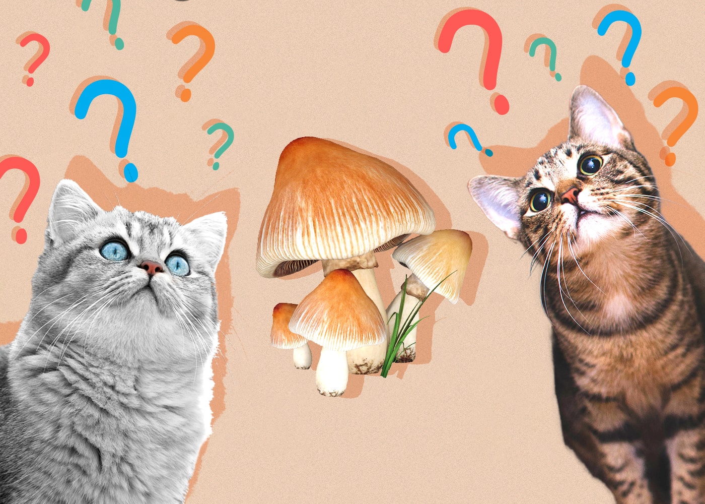 Can Cats Eat Mushrooms