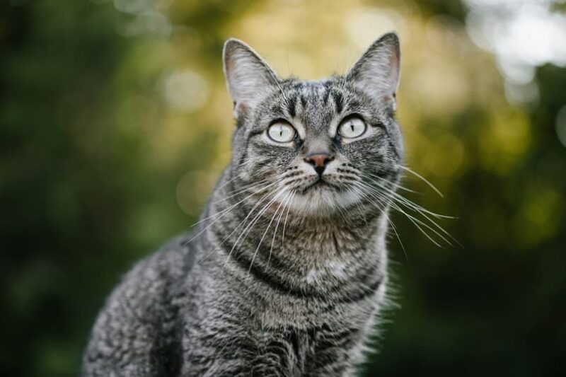 muzzle of a brown domestic cat_Karrtinki_shutterstock