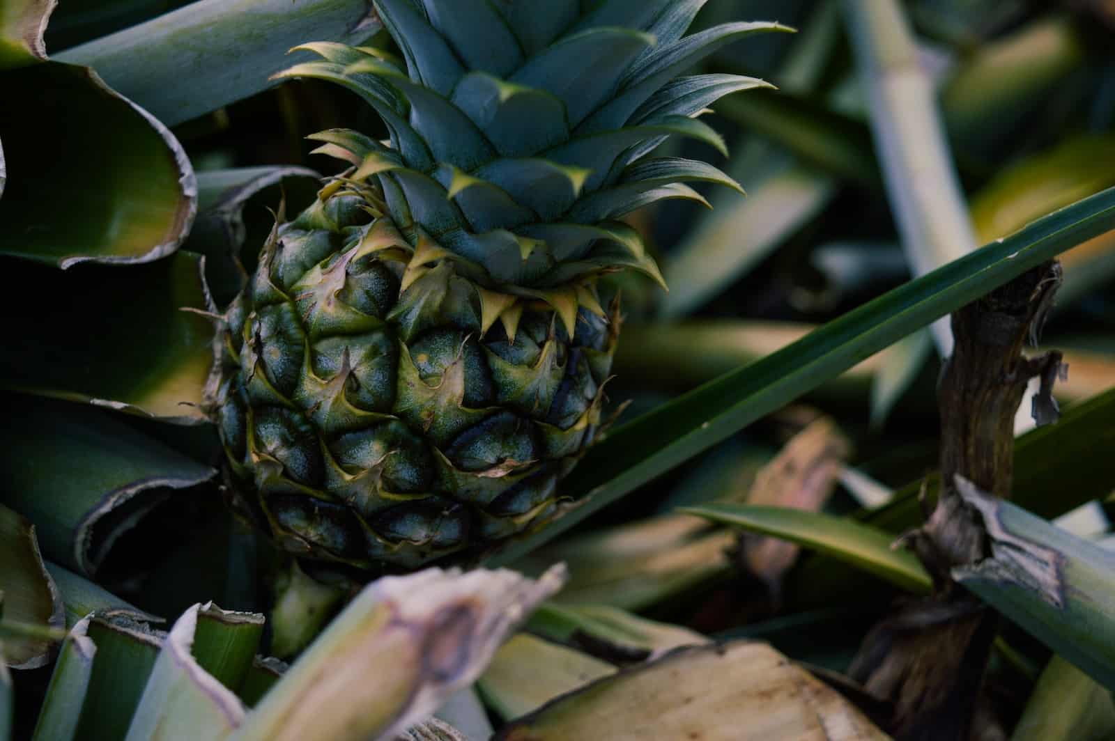 Can Cats Eat Pineapple Leaves? Nutritional Facts & Advice Catster