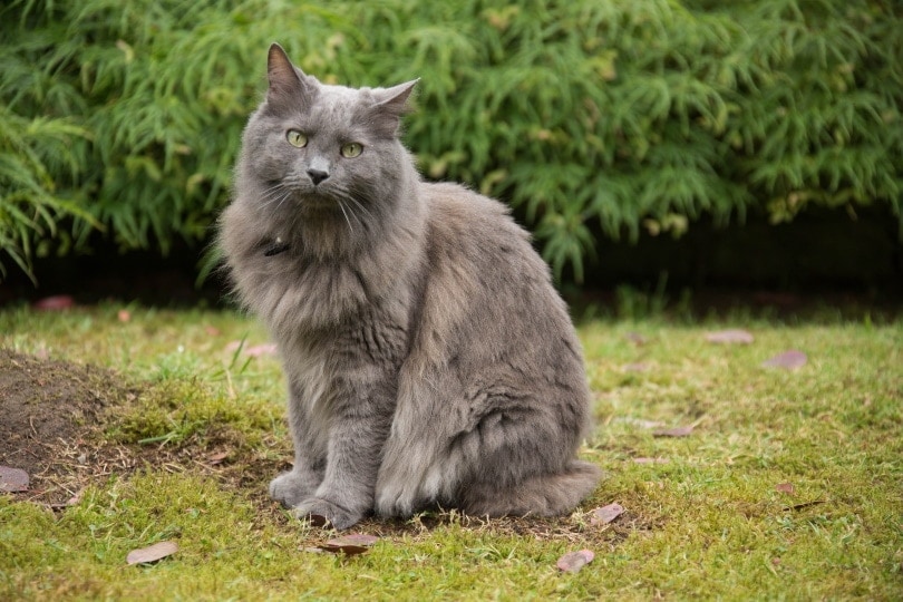 nebelung cat sitting on grass