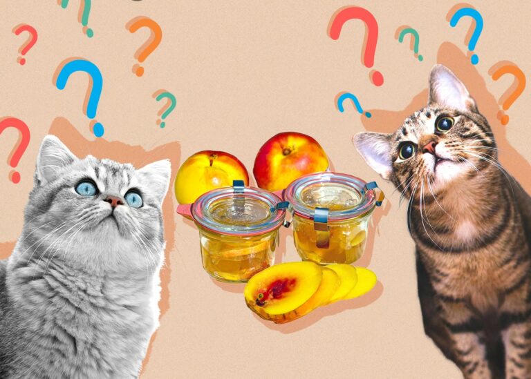 Can Cats Eat Nectarines? Vet Approved Nutritional Facts & FAQ Catster