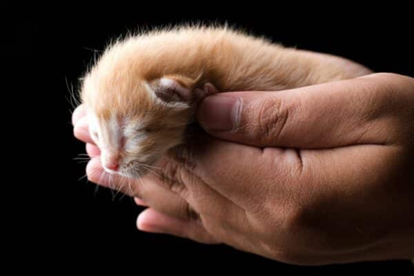 At What Age Can You Touch Newborn Kittens? Vet-Reviewed Handling Guide
