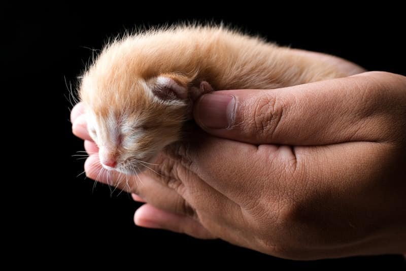 newborn kitten in man's hand