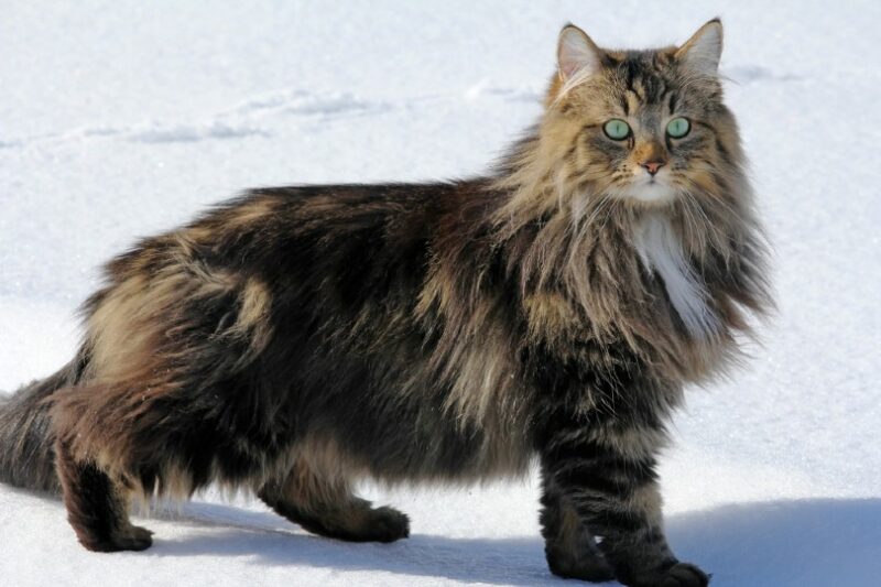 norwegian forest cat in the snow