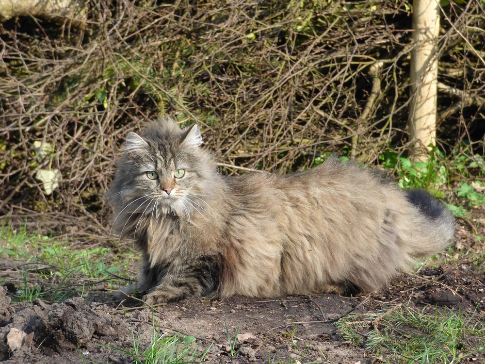 norwegian forest cat outdoor