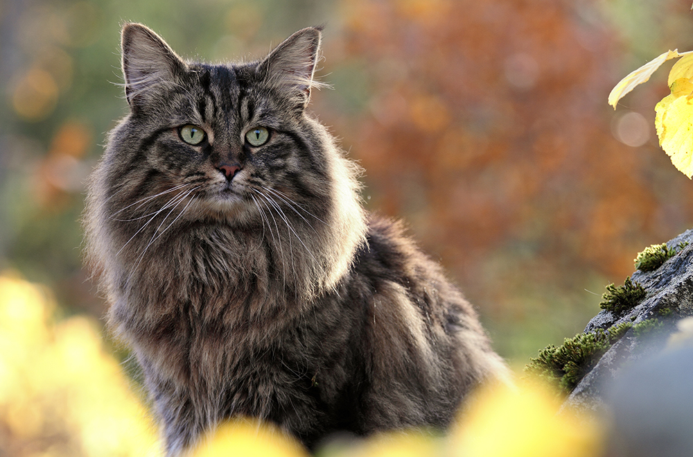Norwegian forest cat outdoors