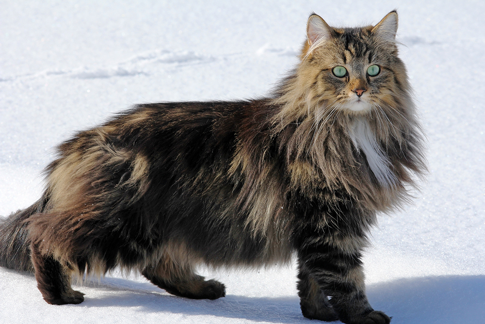 Norwegian Forest Cat Info Pictures Facts Traits Catster