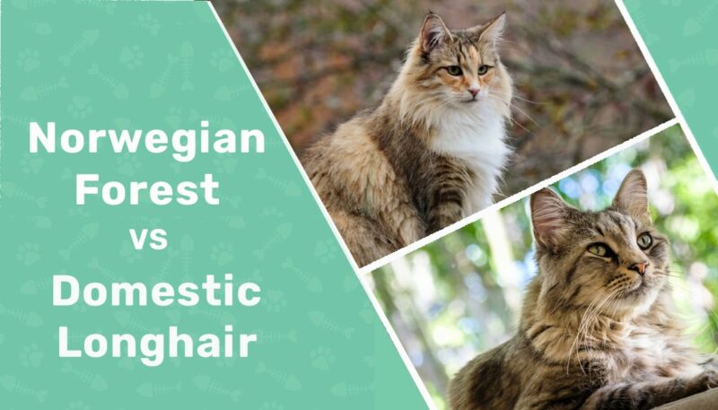 norwegian forest cat vs dommestic longhair featured image