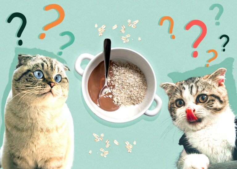 Can Cats Eat Oatmeal? VetReviewed Fact & Considerations Catster