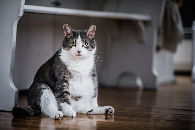 obese cat sitting on the floor