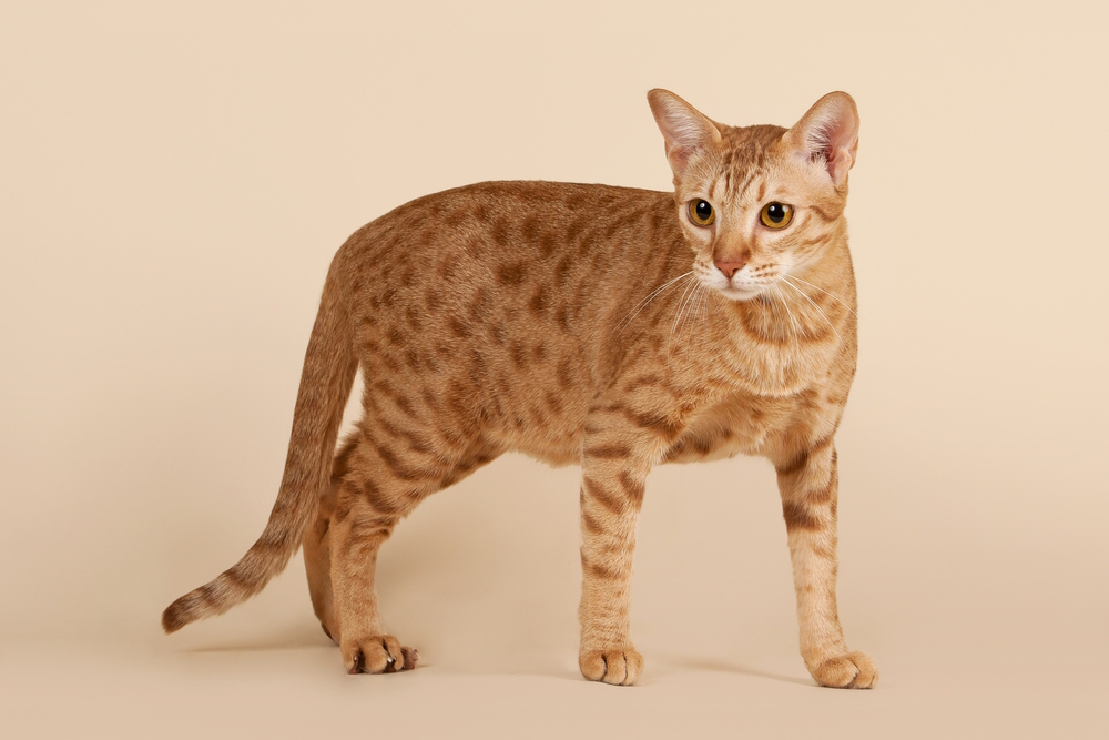 ocicat-male-cat-on-light-beige-background
