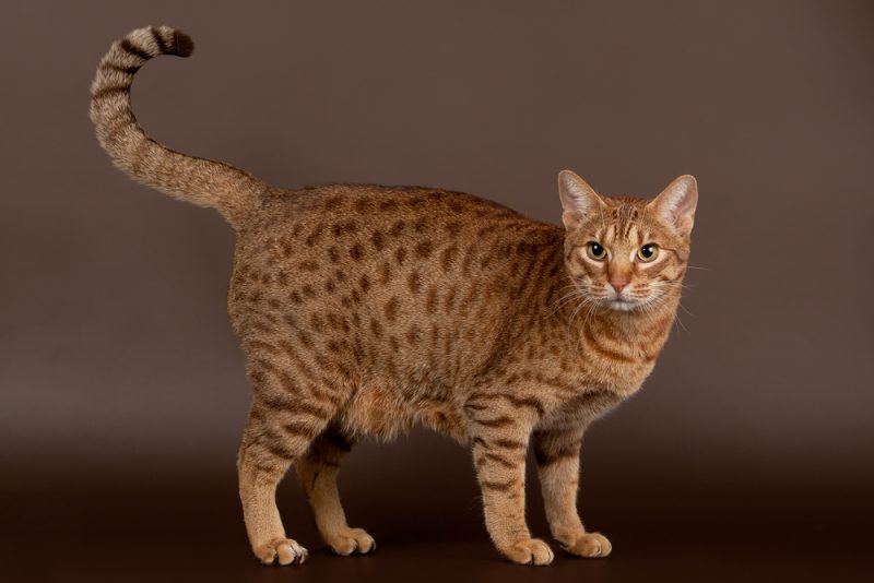 ocicat male cat