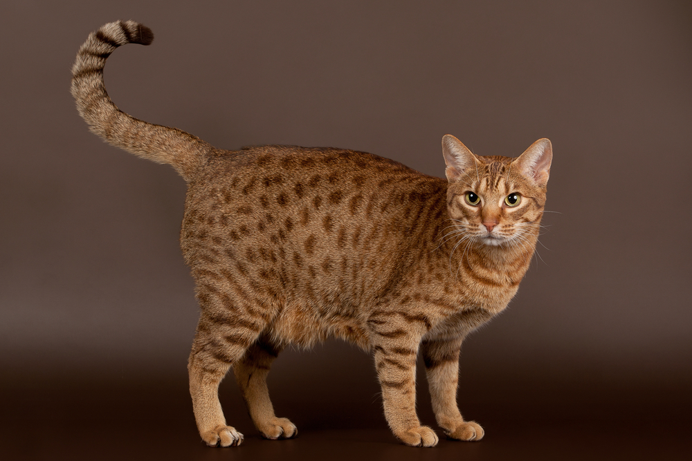 ocicat male cat