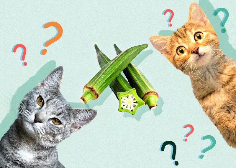 Can Cats Eat Okra? Vet Reviewed Nutrition Facts & Alternatives Catster