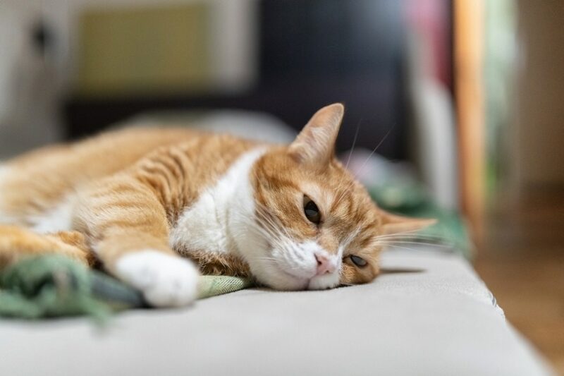 old-ginger-house-cat-is-resting-on-the-couch_shymar27_shutterstock
