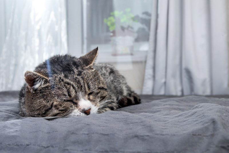 old tabby cat lying on bed