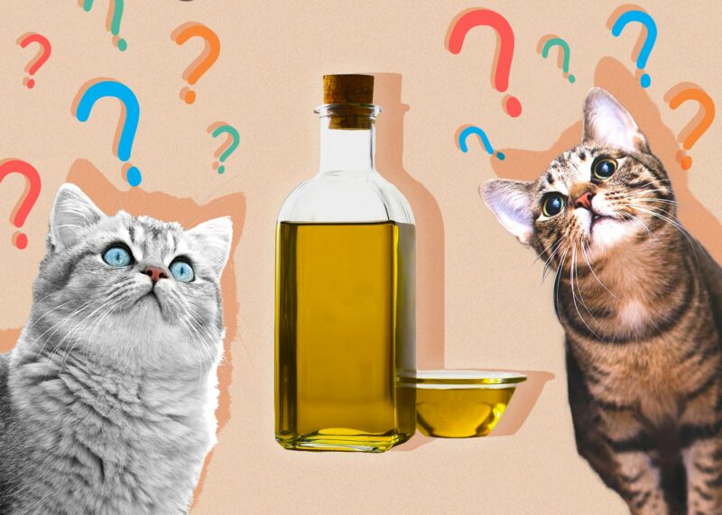 Can Cats Eat olive oil