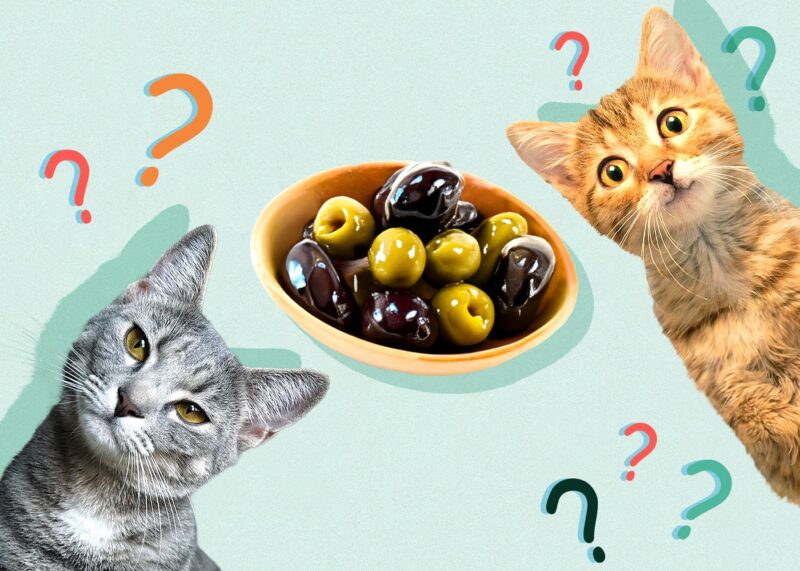 Can Cats Eat olives