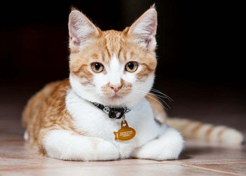 orange and white tabby cat with collar