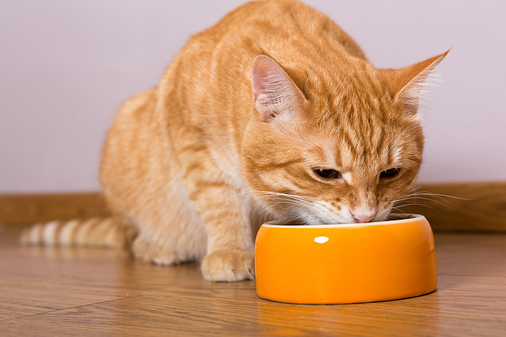 orange cat eating on an orange bowl