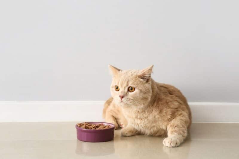 orange cat eating wet food