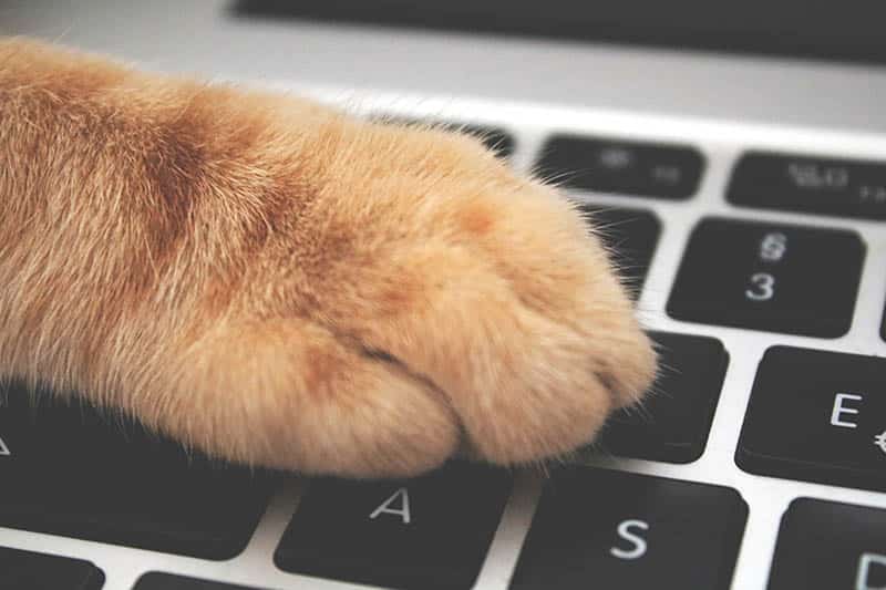 orange cat food on laptop keyboard