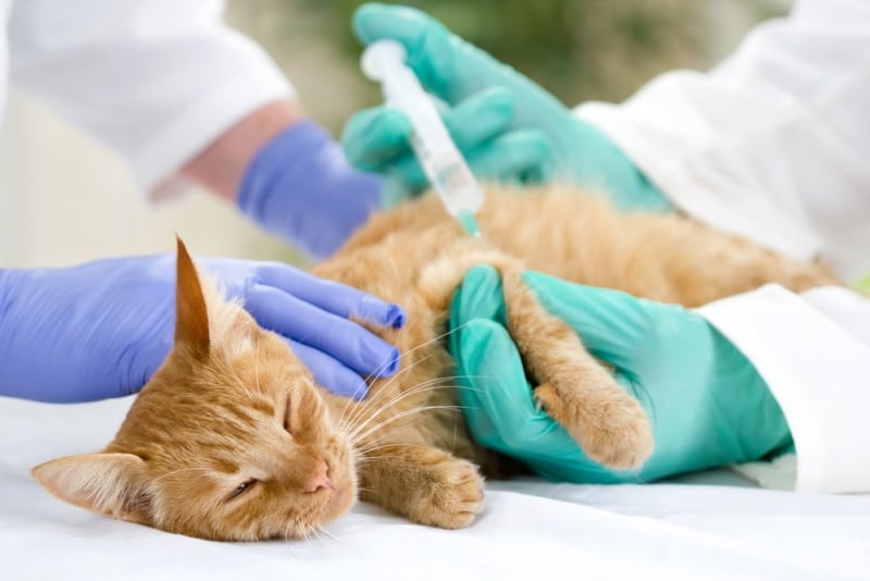 orange cat having an injection