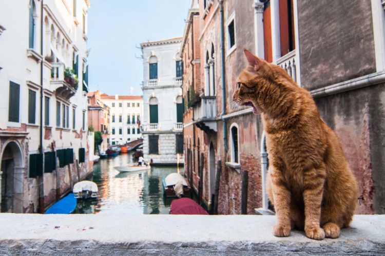 orange cat in italy